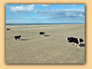 Hunde am Strand (3).jpg